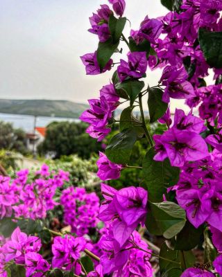 Bougainvillea 🌸 #more#kvetiny#vitr#vyhledy